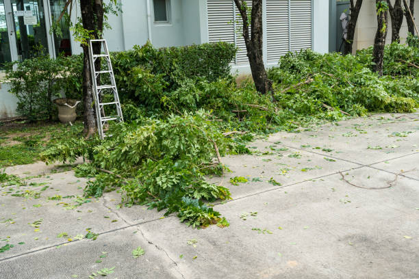 Tree Branch Trimming in Manhattan Beach, CA